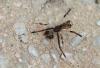 Episinus truncatus
